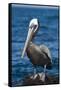 Brown Pelican-DLILLC-Framed Stretched Canvas