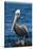 Brown Pelican-DLILLC-Stretched Canvas