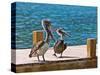 Brown Pelican-Joe Restuccia III-Stretched Canvas