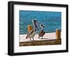 Brown Pelican-Joe Restuccia III-Framed Photographic Print