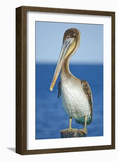 Brown Pelican-Clay Coleman-Framed Photographic Print