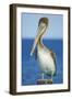 Brown Pelican-Clay Coleman-Framed Photographic Print