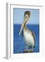 Brown Pelican-Clay Coleman-Framed Photographic Print