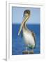 Brown Pelican-Clay Coleman-Framed Photographic Print