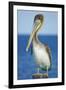 Brown Pelican-Clay Coleman-Framed Photographic Print