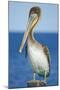 Brown Pelican-Clay Coleman-Mounted Photographic Print