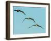 Brown Pelican-Gary Carter-Framed Photographic Print