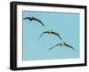 Brown Pelican-Gary Carter-Framed Photographic Print