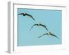 Brown Pelican-Gary Carter-Framed Photographic Print