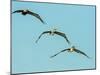 Brown Pelican-Gary Carter-Mounted Photographic Print