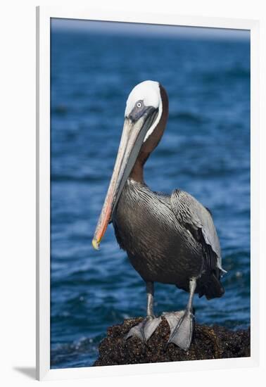 Brown Pelican-DLILLC-Framed Photographic Print