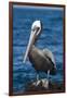 Brown Pelican-DLILLC-Framed Photographic Print