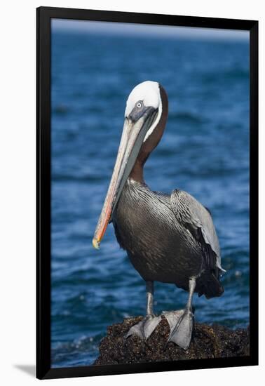 Brown Pelican-DLILLC-Framed Photographic Print