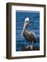 Brown Pelican-DLILLC-Framed Photographic Print