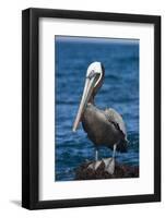 Brown Pelican-DLILLC-Framed Photographic Print