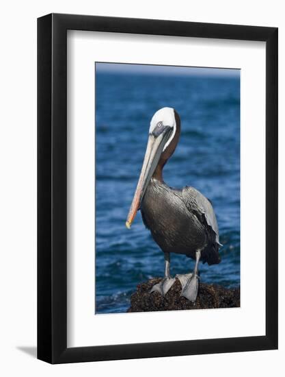 Brown Pelican-DLILLC-Framed Photographic Print