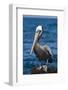 Brown Pelican-DLILLC-Framed Photographic Print