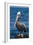 Brown Pelican-DLILLC-Framed Photographic Print