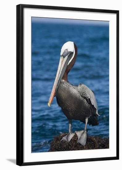 Brown Pelican-DLILLC-Framed Photographic Print