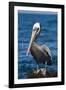 Brown Pelican-DLILLC-Framed Photographic Print