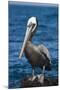 Brown Pelican-DLILLC-Mounted Photographic Print