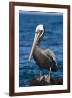 Brown Pelican-DLILLC-Framed Photographic Print