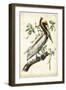 Brown Pelican-John James Audubon-Framed Premium Giclee Print