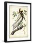 Brown Pelican-John James Audubon-Framed Premium Giclee Print