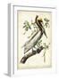 Brown Pelican-John James Audubon-Framed Premium Giclee Print