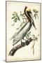 Brown Pelican-John James Audubon-Mounted Art Print