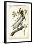 Brown Pelican-John James Audubon-Framed Art Print