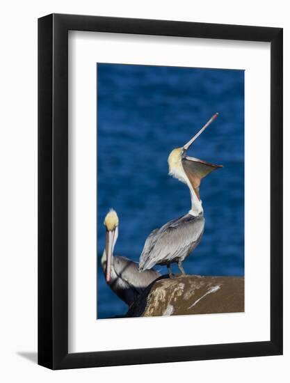 Brown Pelican-null-Framed Photographic Print