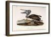 Brown Pelican-John James Audubon-Framed Giclee Print