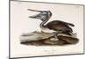 Brown Pelican-John James Audubon-Mounted Giclee Print