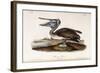 Brown Pelican-John James Audubon-Framed Giclee Print