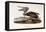 Brown Pelican-John James Audubon-Framed Stretched Canvas
