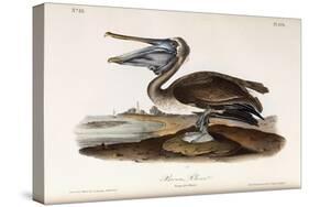 Brown Pelican-John James Audubon-Stretched Canvas