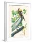 Brown Pelican-John James Audubon-Framed Art Print