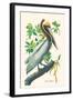 Brown Pelican-John James Audubon-Framed Art Print