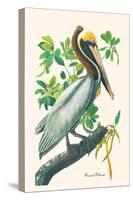 Brown Pelican-John James Audubon-Stretched Canvas