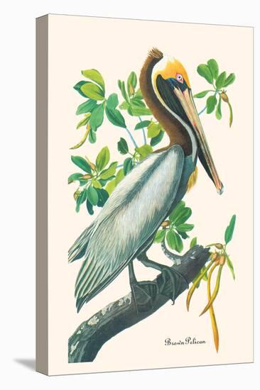 Brown Pelican-John James Audubon-Stretched Canvas