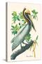 Brown Pelican-John James Audubon-Stretched Canvas