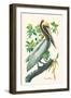 Brown Pelican-John James Audubon-Framed Art Print