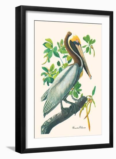 Brown Pelican-John James Audubon-Framed Art Print