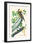 Brown Pelican-John James Audubon-Framed Art Print