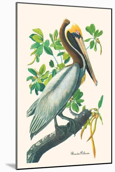 Brown Pelican-John James Audubon-Mounted Art Print