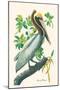 Brown Pelican-John James Audubon-Mounted Art Print