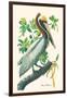 Brown Pelican-John James Audubon-Framed Art Print