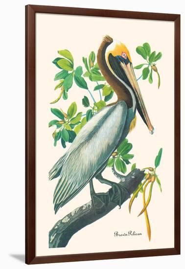 Brown Pelican-John James Audubon-Framed Art Print