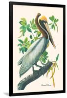 Brown Pelican-John James Audubon-Framed Art Print